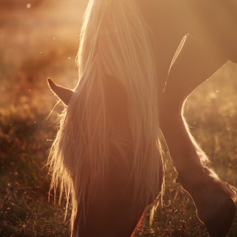 Pferd-grast