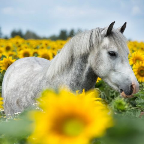 Schimmel in Sonnenblumenfeld