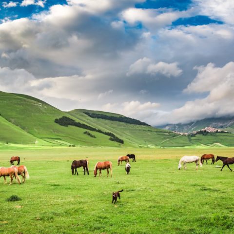 Pferde-Herde-Weide