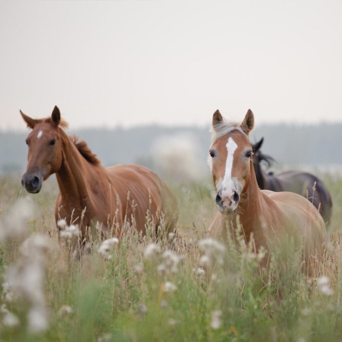 Pferde-auf-Weide-Müsli-getreidefrei