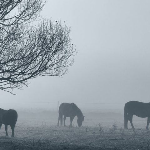 Pferde im Nebel auf Weide