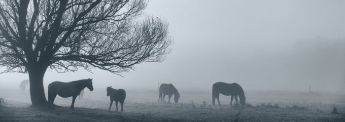 Pferde im Nebel auf Weide