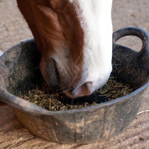 Pferdenase-in-Futterschüssel-Mash
