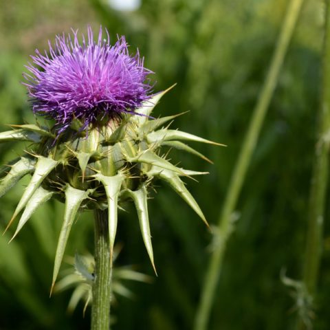 Pflanze-Distel