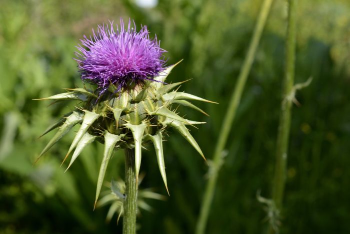 Pflanze-Distel