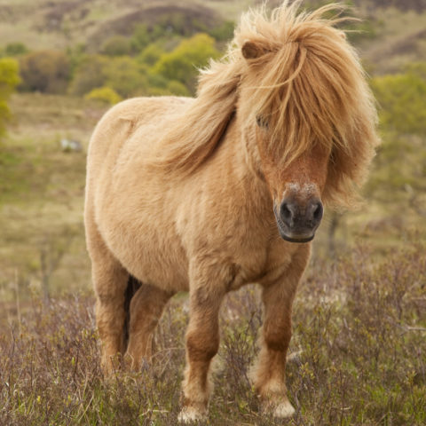Pony-Herbst