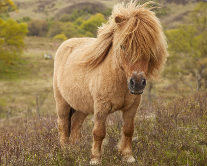 Pony-Herbst