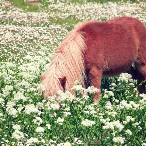 Pony-Weide