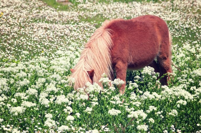Pony-Weide