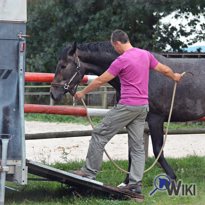 Verladetraining mit Pferd