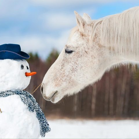 Pferd-mit-Schneemann-Mash-Fütterung