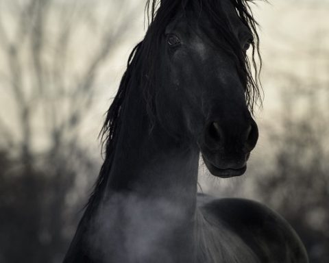 Pferd Atem