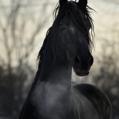 Pferd Atem