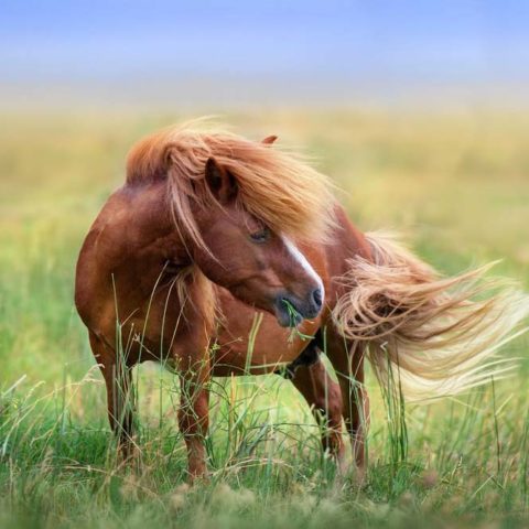 Pony auf Weide