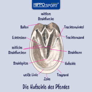 Die Hufsohle des Pferdes