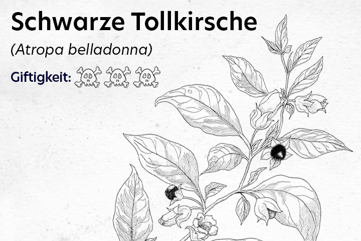 Tollkirsche Giftpflanze Pferd