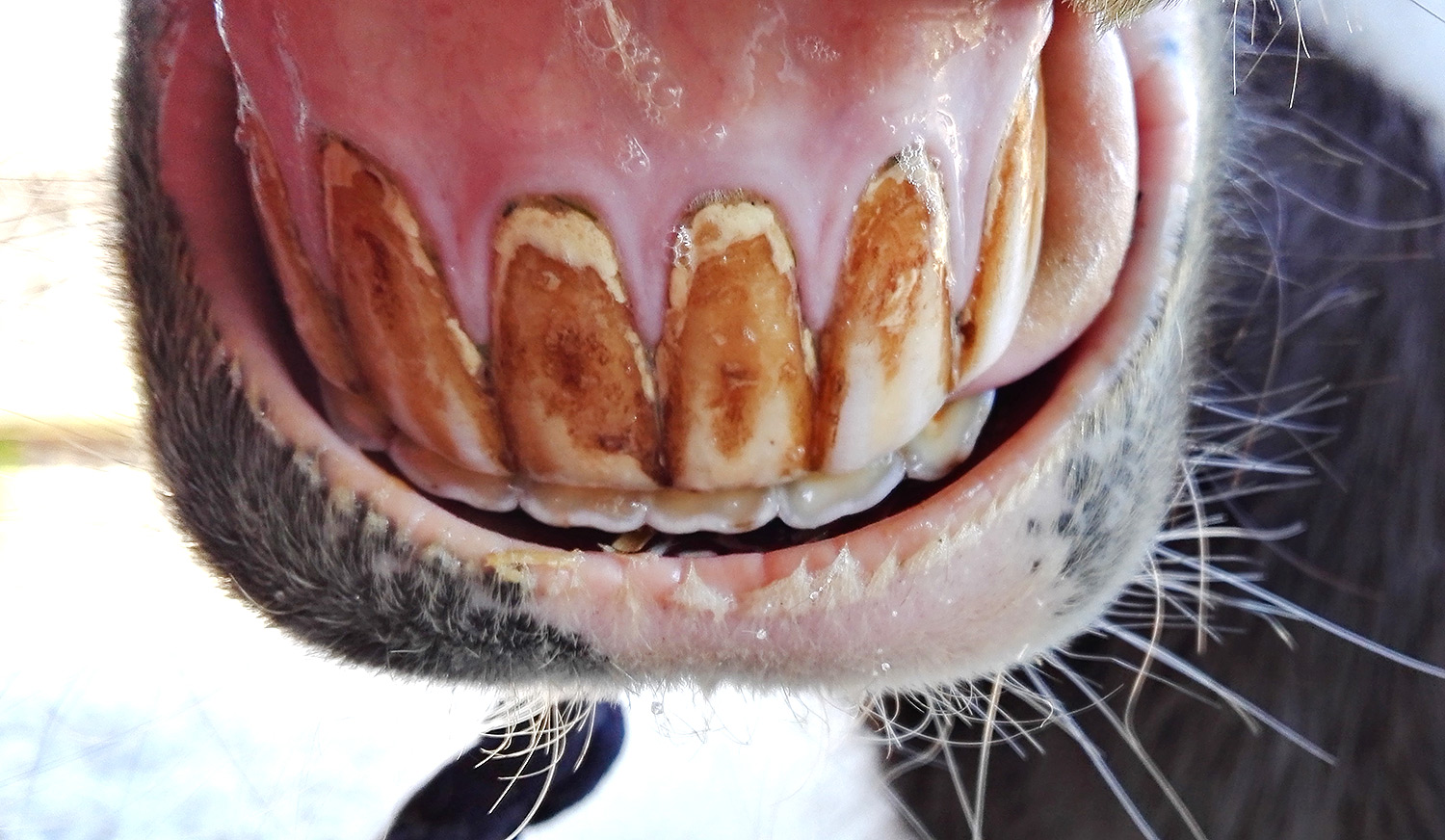 1.6.5. Zahnstein Hippo Magazin