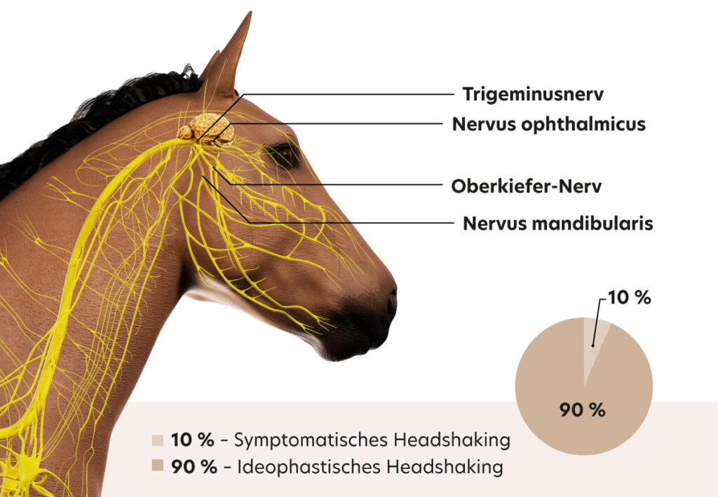 betroffene-nerven-arten-von-headshaking