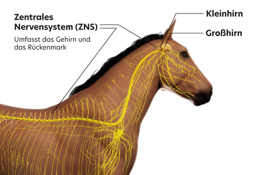 Schaubild eines Pferdes in Bezug auf das Zentrale Nervensystem