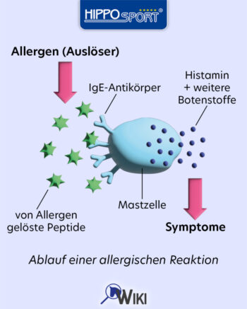 HippoSport-Allergie-Pferd-Infografik