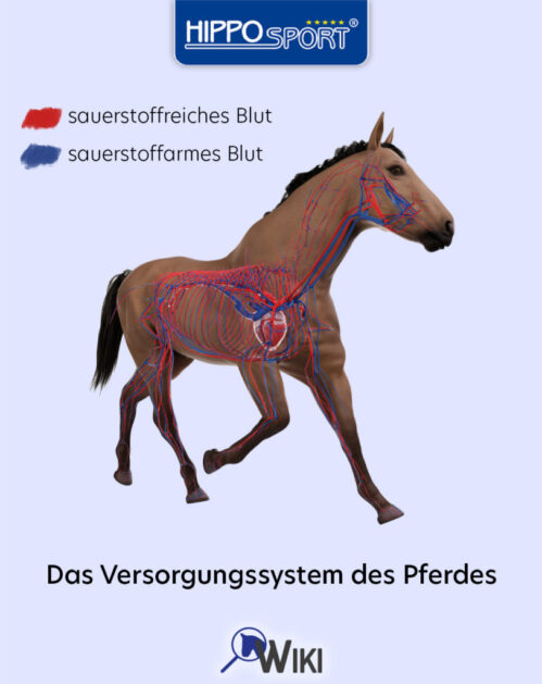 Blutkreislauf Pferd