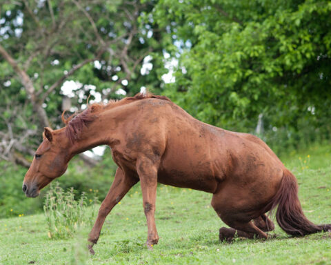 Bild von Pferd welches versucht aufzustehen.