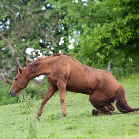 Bild von Pferd welches versucht aufzustehen.