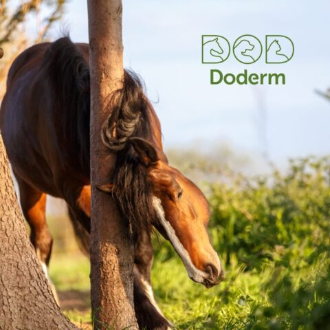Pferd schubbert sich am Baum