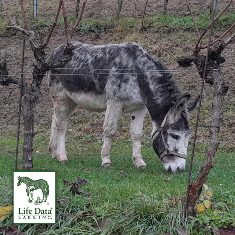 Esel beim Grasen vor der Fütterung von Forage Balancer