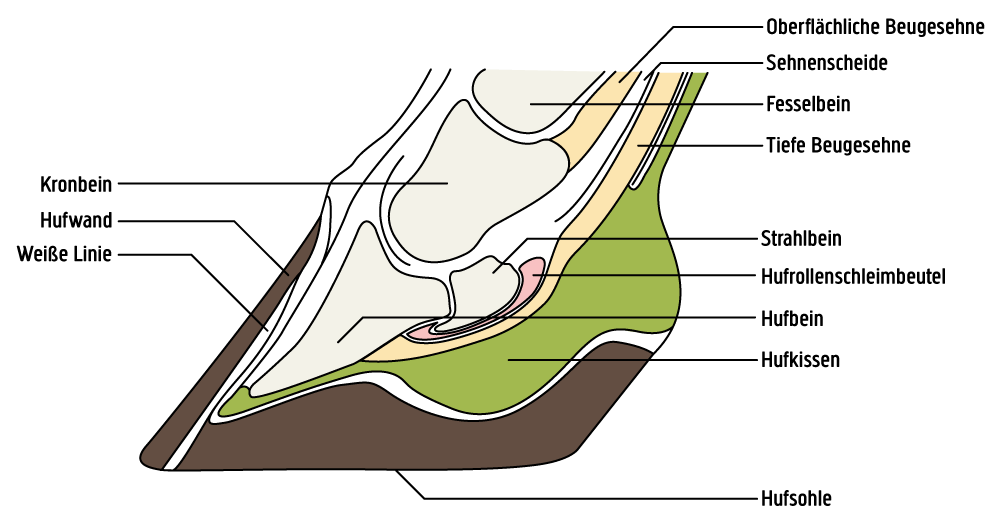Querschnitt Huf des Pferdes