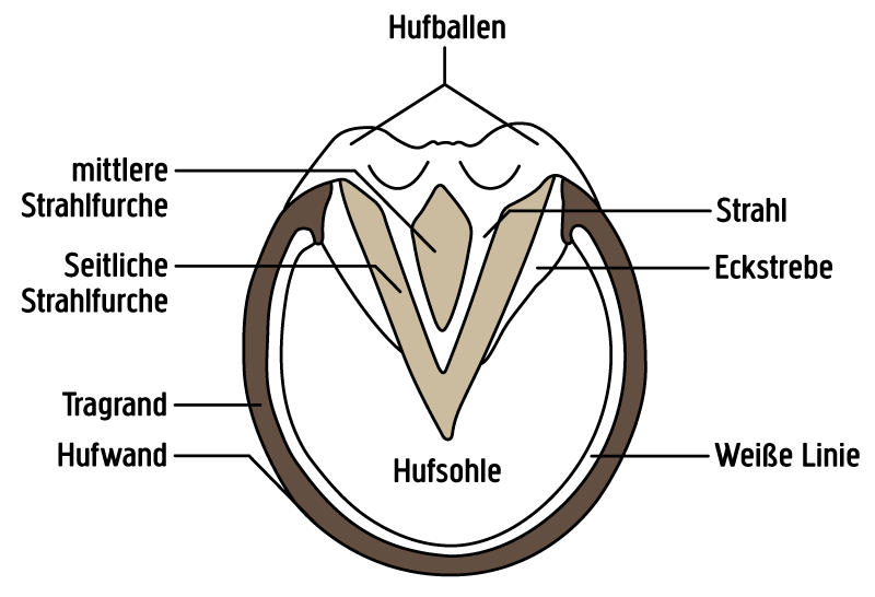 Huf von unten