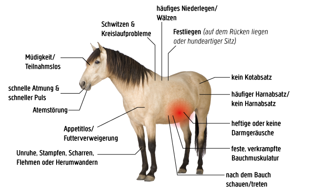 Symptome einer Kolik beim Pferd