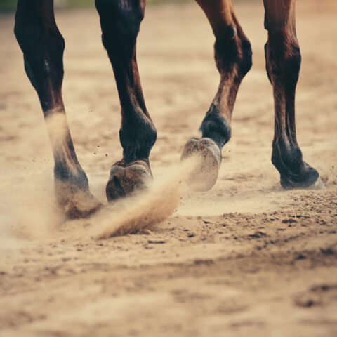 Pferd läuft über Sand