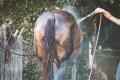  Das perfekte Shampoo für Pferde 

 Eine alte...