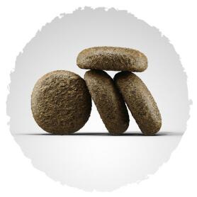 JOSERA Trockenfutter SALMON & POTATO für Hunde 3kg