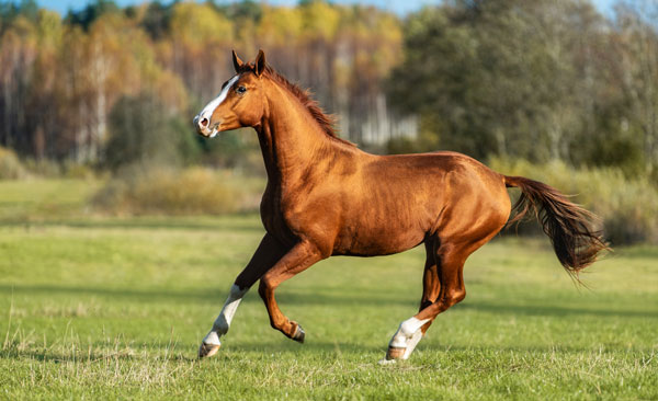 Galoppierendes Pferd