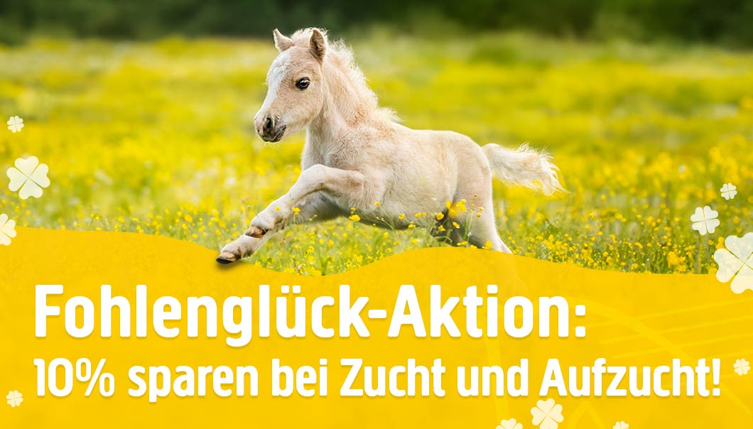 Fohlen und Zucht Aktion 10% Rabatt